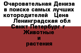 Очаровательная Дениза в поиске самых лучших котородителей › Цена ­ 100 - Ленинградская обл., Санкт-Петербург г. Животные и растения » Кошки   